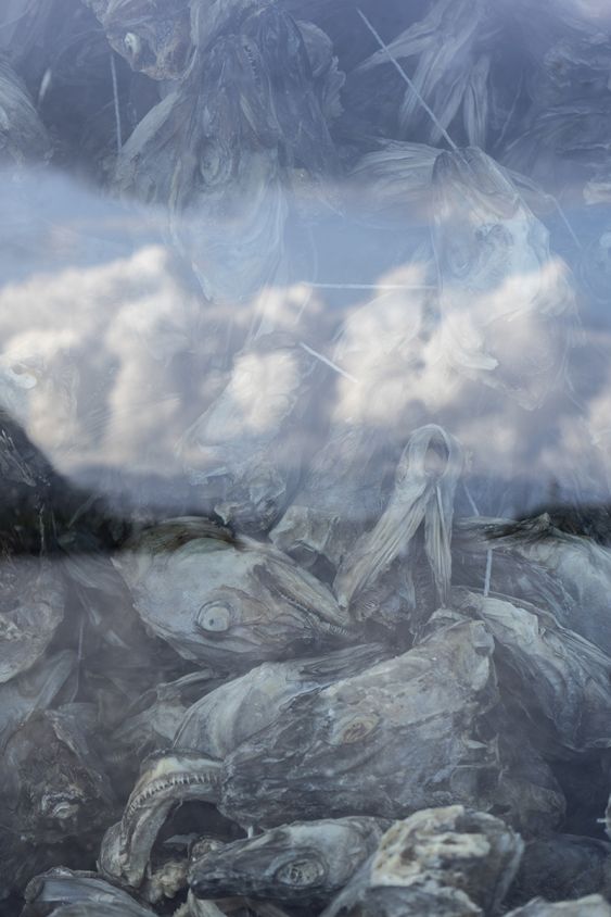 Fish burial ground