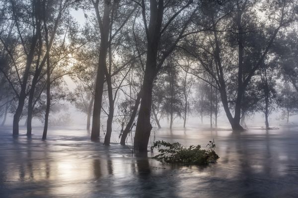 The magical forest