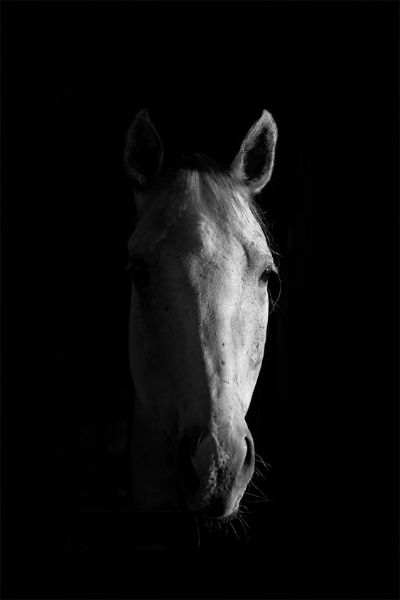 Magic of White Horses