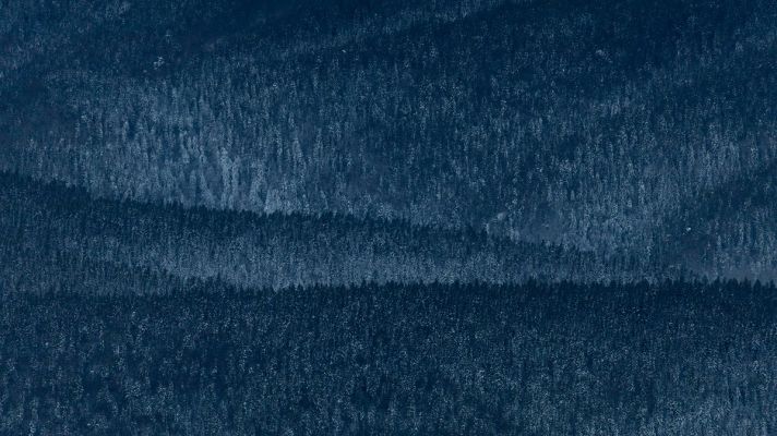 Winter Pine Waves