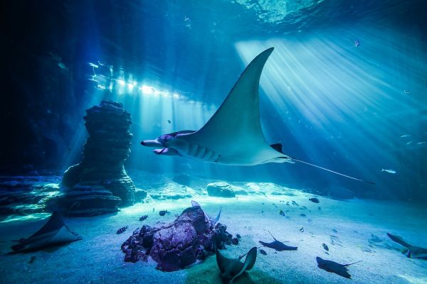  A large manta ray during a morning with beautiful light - 2023