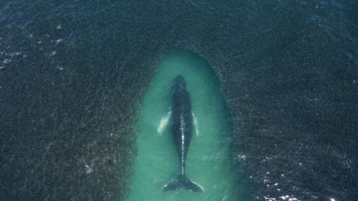 ¿ Cuanto se parecen las ballenas jorobadas a nosotros ? 