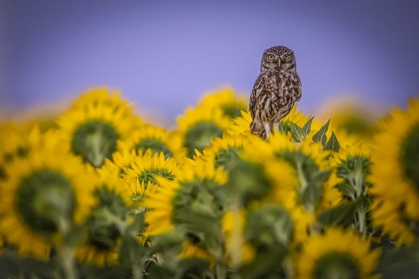Little owls