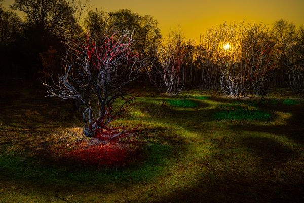 Dead Forest