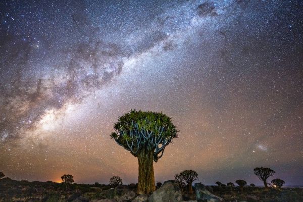 Namibian quiver Tree