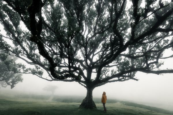 Enchanted Realm