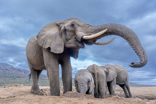 Elephant from below n5