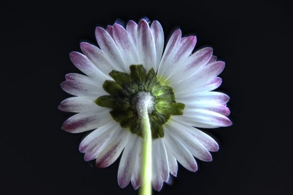 The soul of a flower