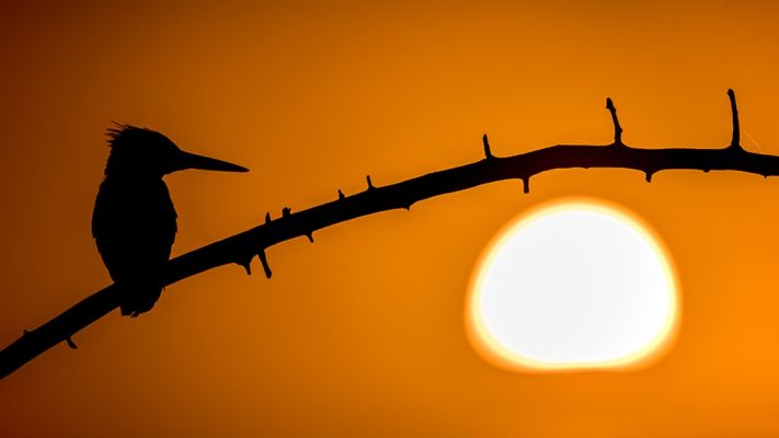 Sunny Side of Life