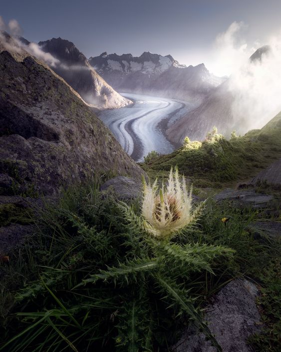 The alps 2