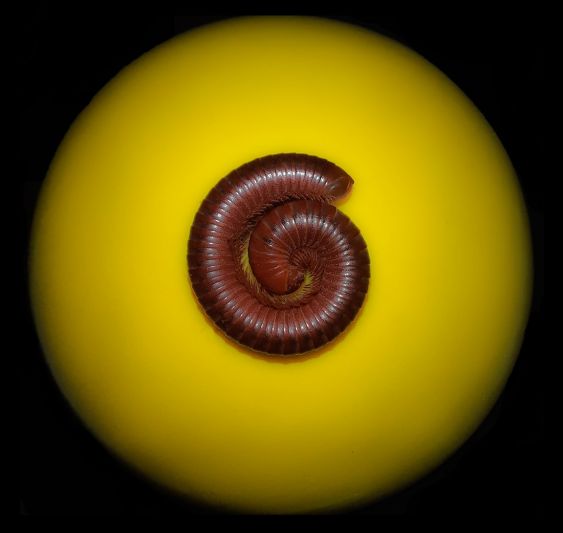 Slumbering Giant
