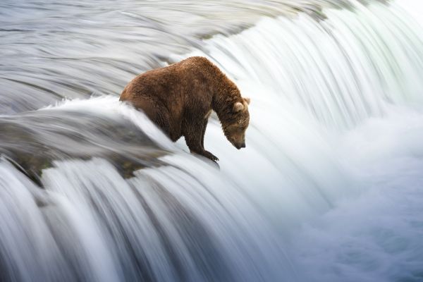 Wild Alaska