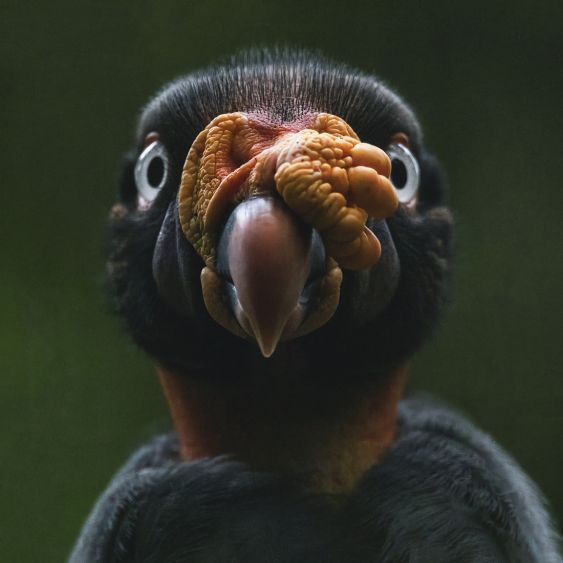 Sarcoramphus papa
