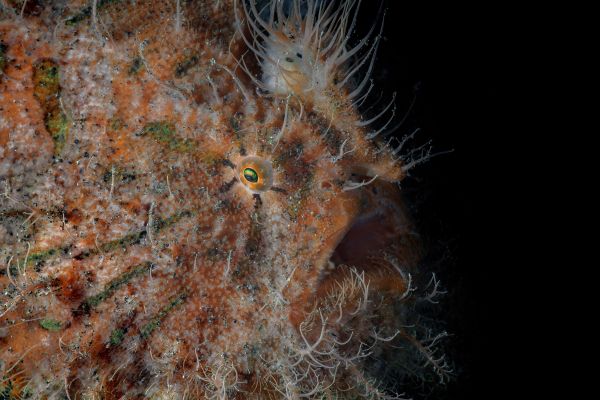 The Enigmatic Hairy Frogfish⁠