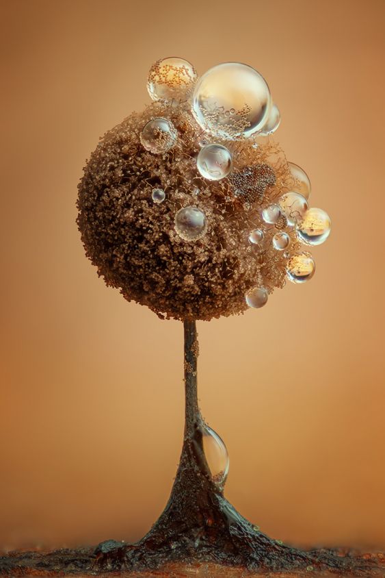 Microcosm